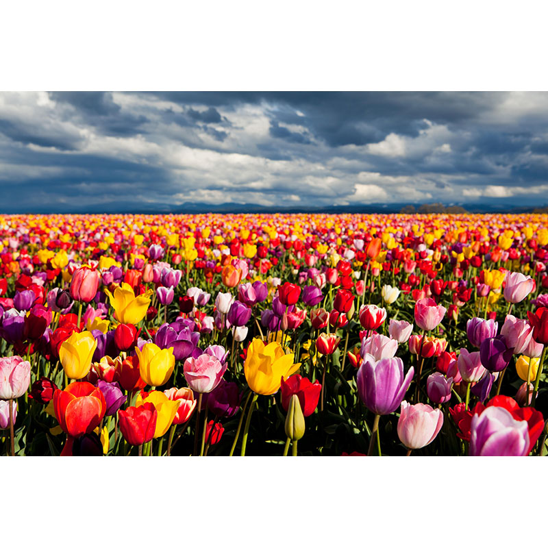 Ταπετσαρία χώρου με Field with tulips